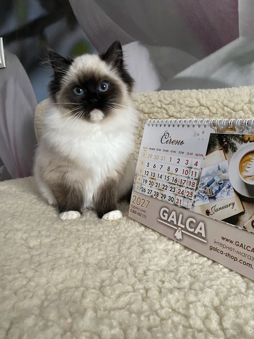 Породисті кошенята Регдол/Ragdoll