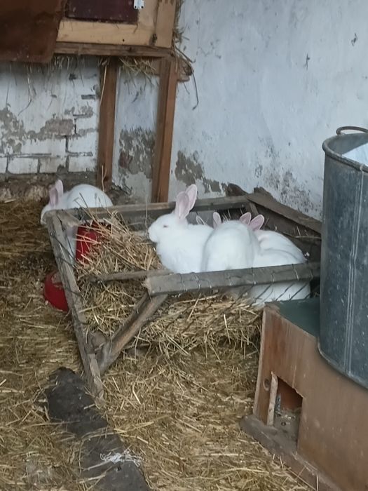 Продаю кроликів від маленького до дорослого
