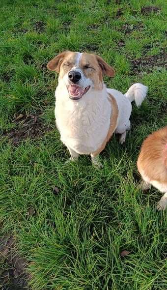 Pikuś poleca się do adopcji