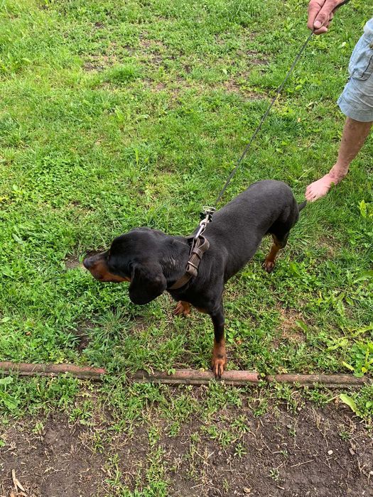 Trzyletnia suka gończy polski  do adopcji .Towarzyska lubi dzieci.