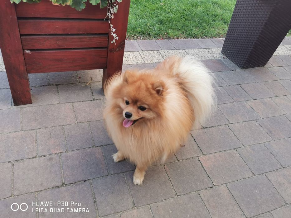 Szpic miniaturowy krycie