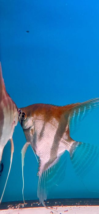 Pterophyllum Scalare - Manacapuru Red Back - Simon Forkel Line - WF