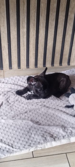 Szczeniak Buldog francuski