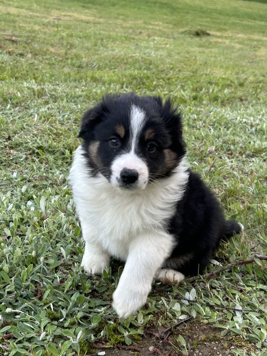 Suczka Border Collie tricolor