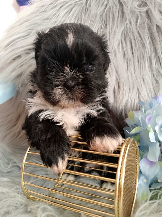 Śliczny piesek rasy Shih-Tzu