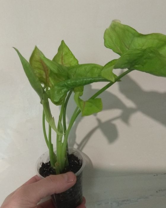 Продам сингоніум Манго Алюжн