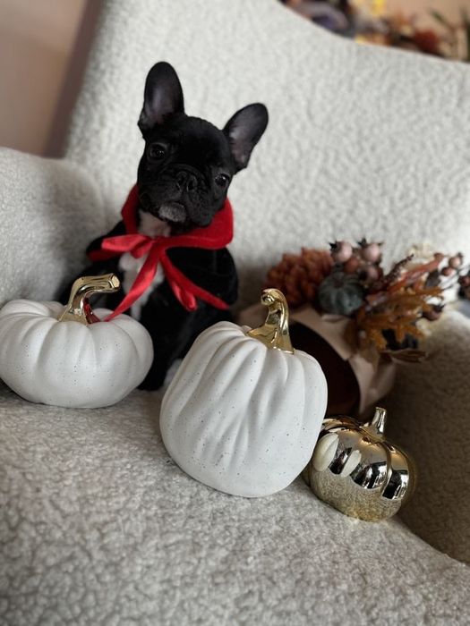 Domowy hotel dla psów  - Polana Asami