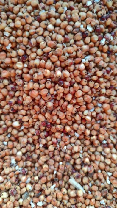 Sorgo czerwone karma dla ptaków suche czyste bez zapachu worek 25kg