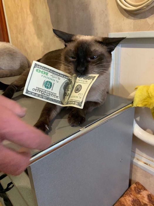 Продам тайских котят   ГОЛУБОГЛАЗАЯ  КРАСОТА