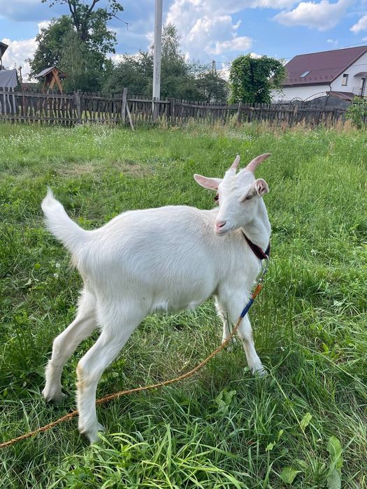 Козочка зааненська