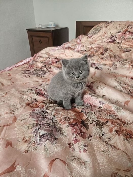 Шотландські котята,шотландські висловухі