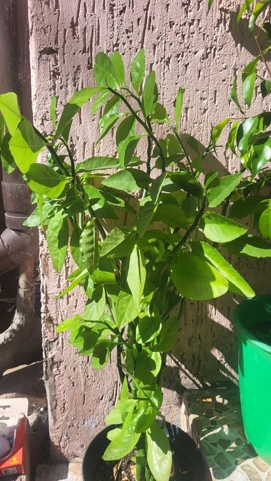 Кімнатні рослини розпродаж : гібіскус, лимон, грейпфрут...