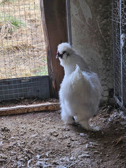 Kogut silka biały