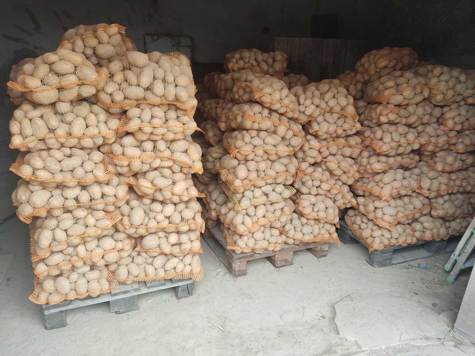 Ziemniaki jadalne Argana Soraya Qinn Anna  Arizona .