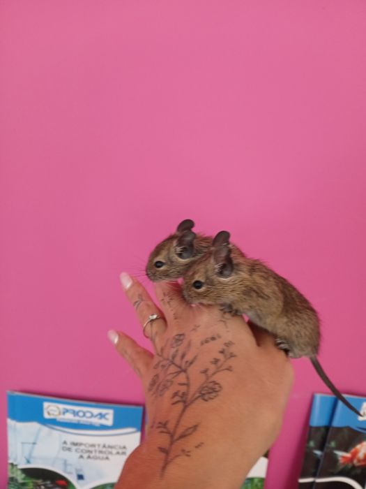 Degus bebés muito mansos