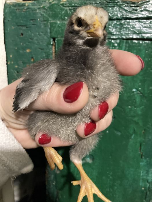 Добові підрощені курчатка