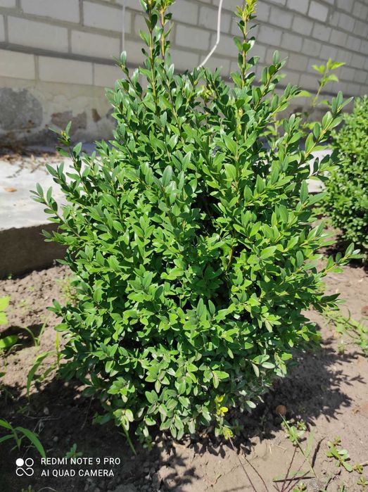 Куст самшита 30-35 см