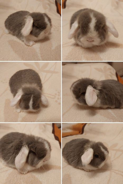 Króliczki mini-lopy i karzełki teddy