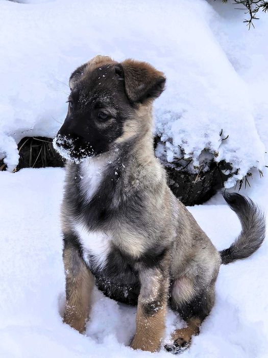 Malutki Niko - bezdomniak szczeniak szuka domu !