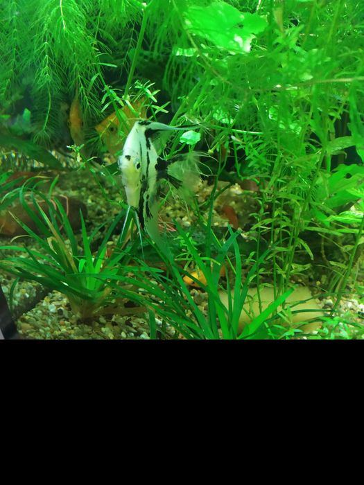 Акваріумні рослини. Набір