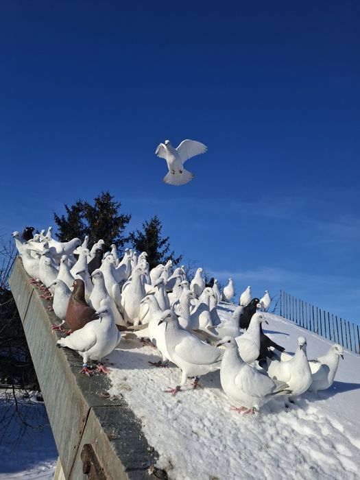 Lot gołębi jasnych.