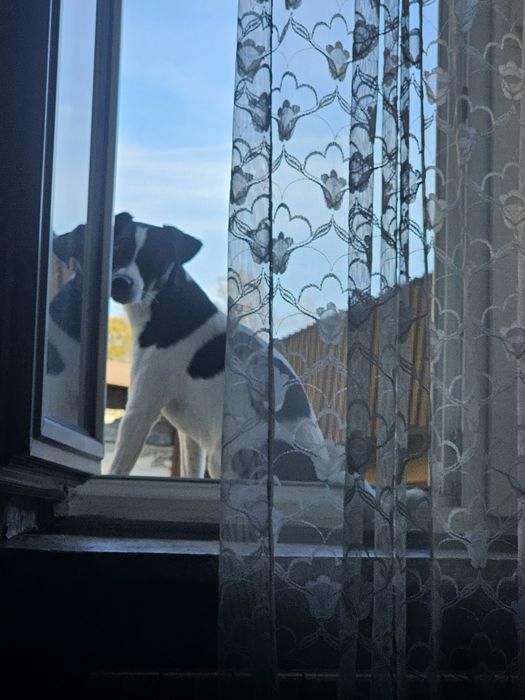 Pies z rodowodem Jack russell terrier