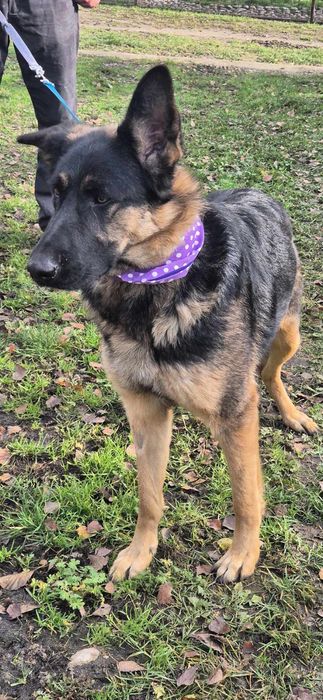 Suczka około półtora roku