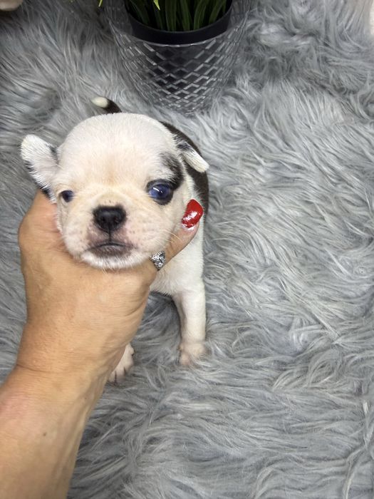 Menina  “Pug Panda “ lindissima.