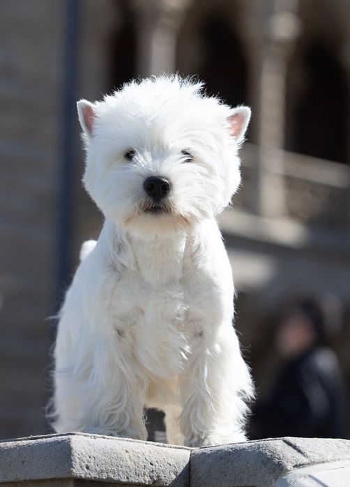 West Highland White Terrier