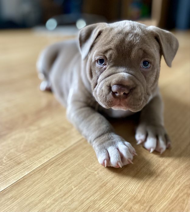 American Bully Pocket