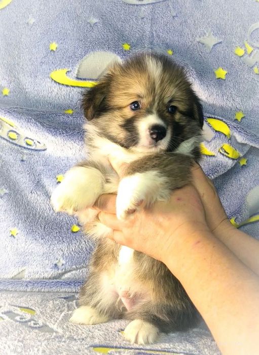 Неймовірно гарні породні цуценята вельш коргі пемброк