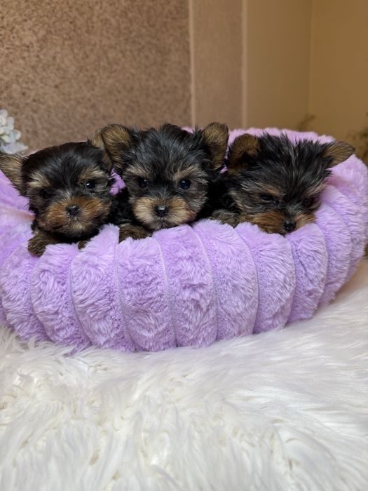 Шикарні супер мініки