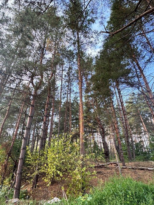 Терміновий продаж ділянки с.Ходосівка у сосновому лісі біля озера!