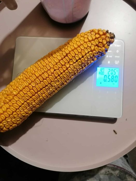 Nasiona kukurydzy kukurydza Hogan darmowa dostawa !