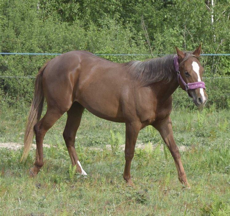 Klacz american quarter horse AQH źrebna