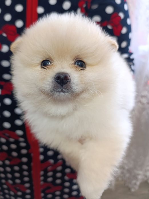 Хлопчик померанський шпіц