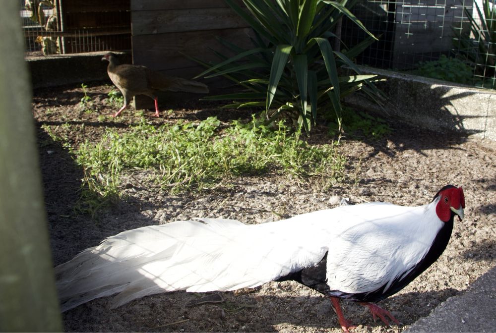 Casais Faisão Prateado