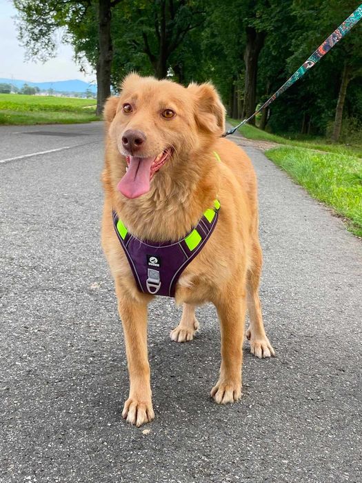 AMBER cudna, nieśmiała suczka szuka swojego domu adopcja