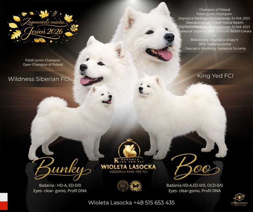 Samoyed FCI- ZKwP planowanie miotu