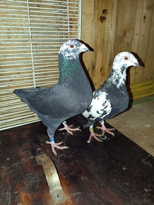 Golebie pocztowe tygrysy