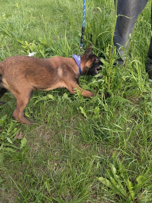 Owczarek belgijski malinois