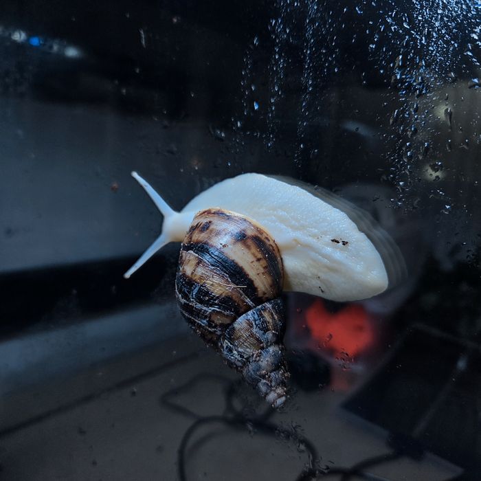 Ślimak afrykański lissachatina reticulata albino body