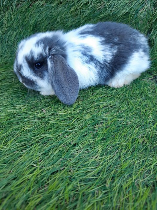 Kit coelhos anões mini lop belier/orelhudos, toy, angorás teddys
