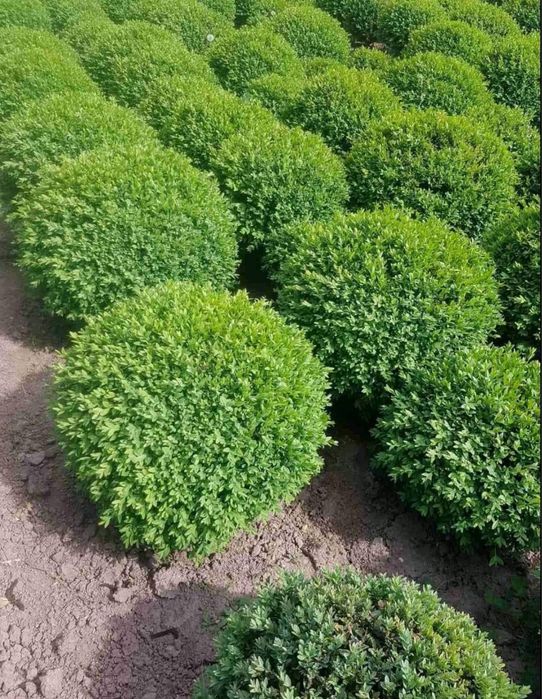 Самшит, вічнозелені рослини