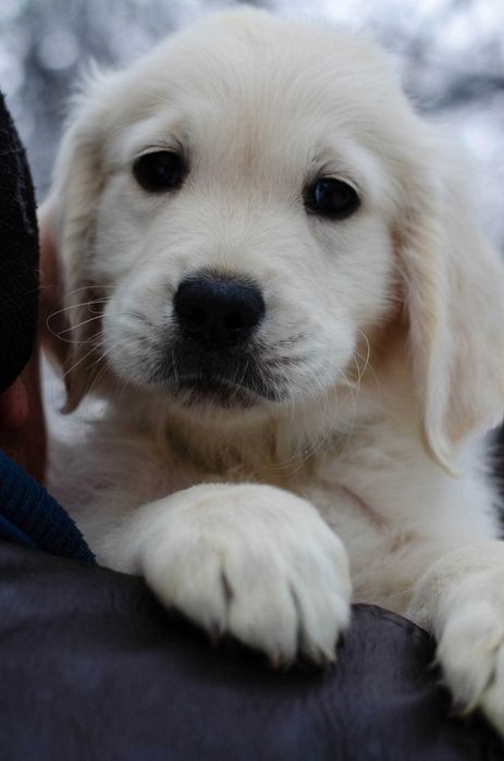 Цуценята золотистого ретривера, КСУ