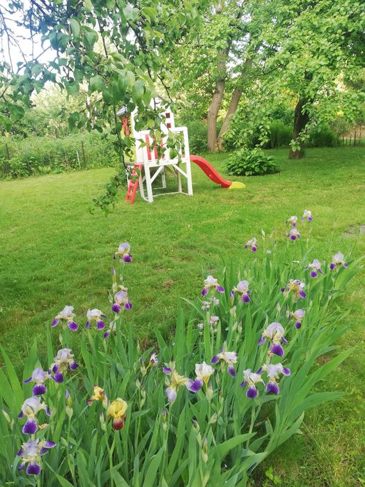 Działka ROD Warszawa Siekierki ul. Antoniewska 500 m2