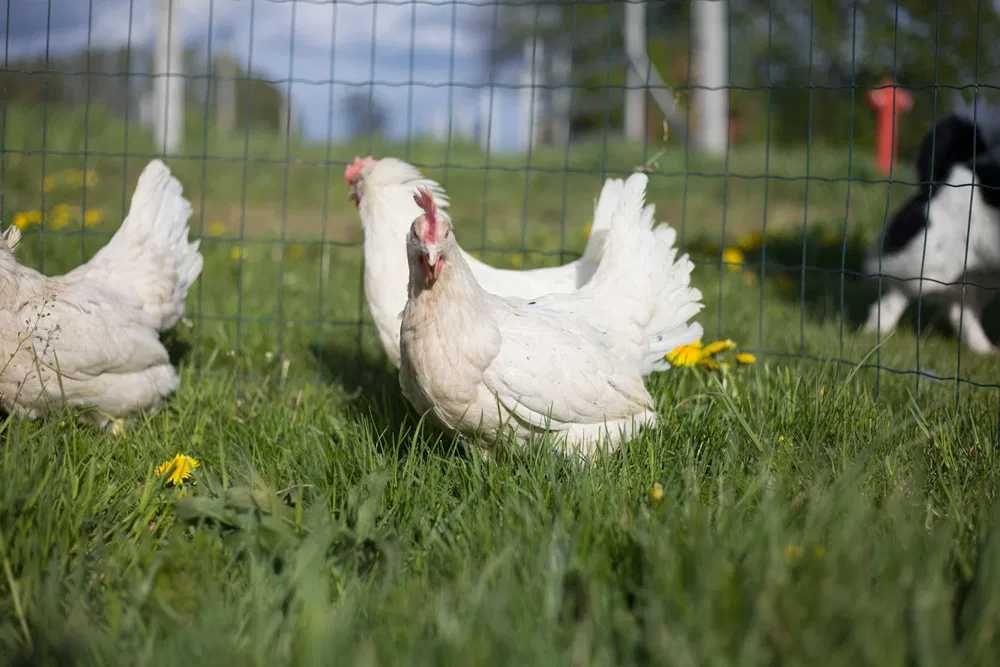 Kurka nioska rasy Tetra brązowa odchowana