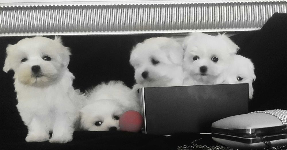 maltańczyk miniaturowy słodziak Warszawa maltańczyki