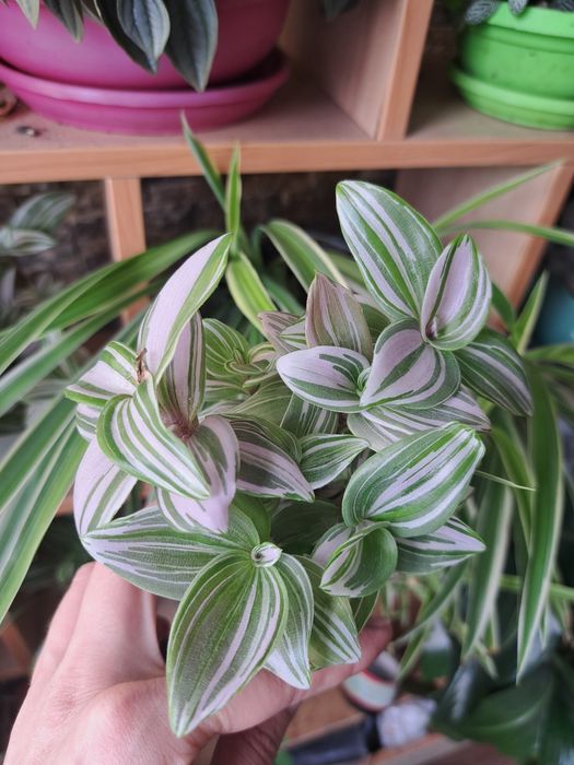 Традесканція Нанук