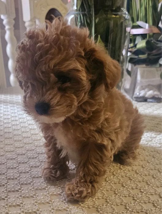 Супер міні Мальтипу ВИГІДНО‼️Мальтипу маленький Мальтипу мини f1